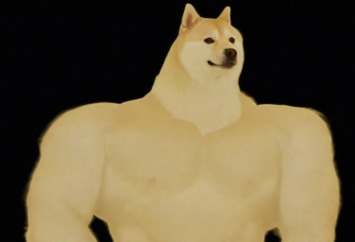 shiba-inu-dog-bodybuilder-gym